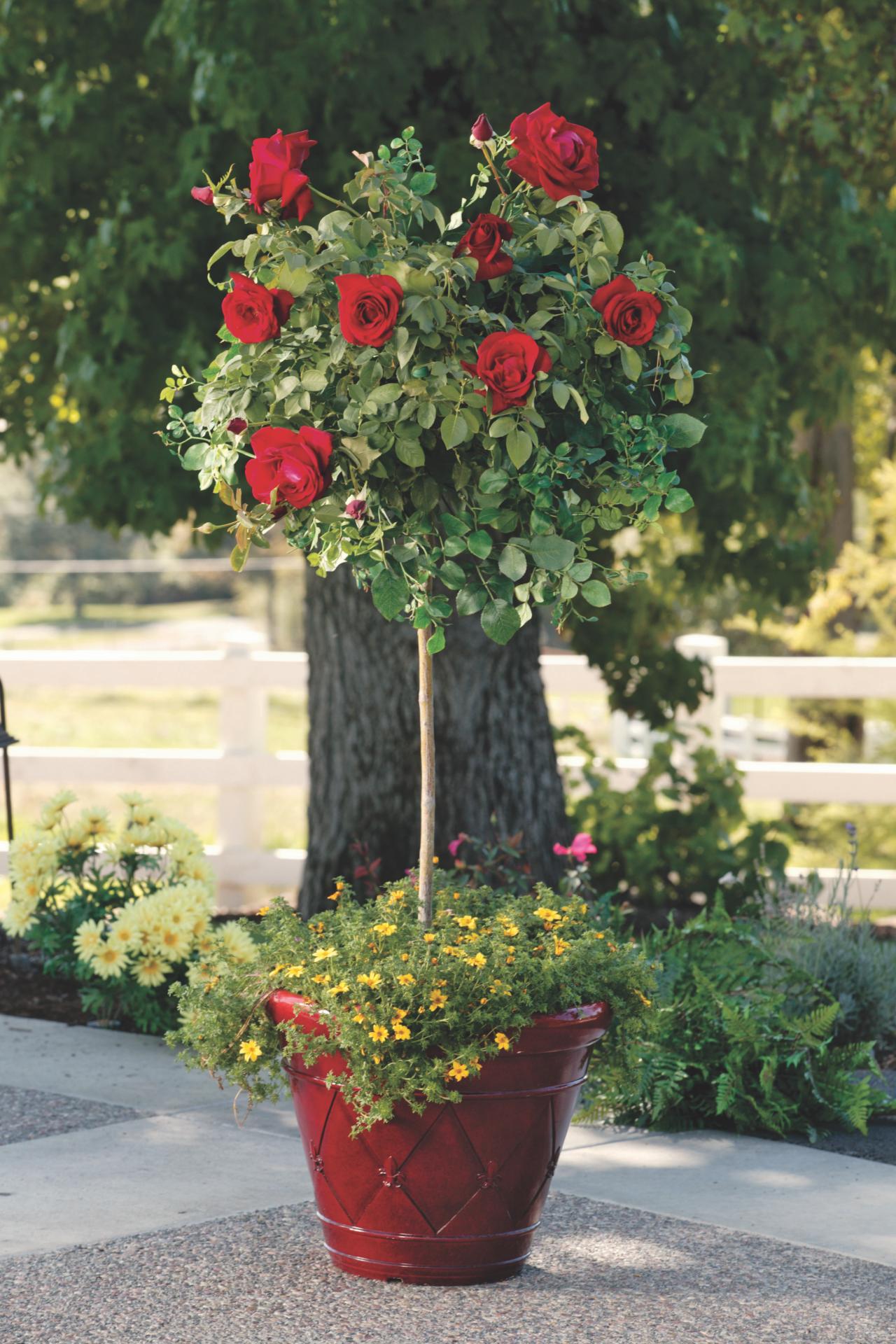 How To Plant A Rose Bush In Pot